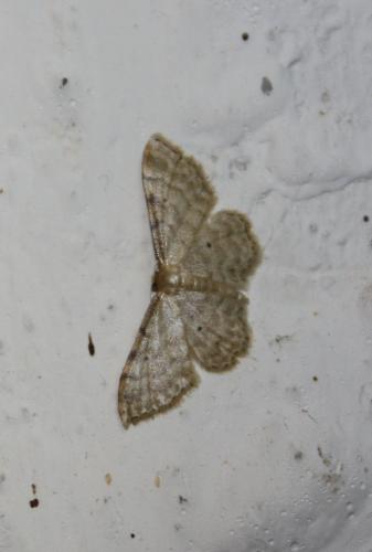 Idaea fuscovenosa